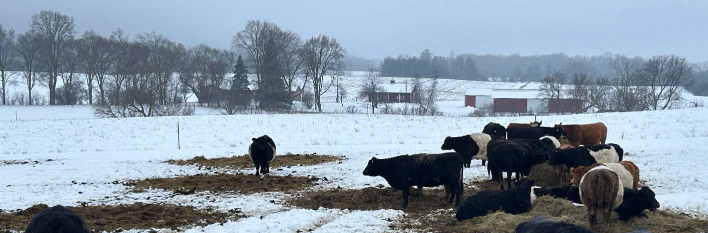 Main image winter grazing .jpg